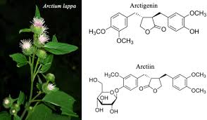 Attēlu rezultāti vaicājumam “Arctium”