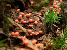 Attēlu rezultāti vaicājumam “Lycogala conicum”