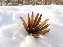 Attēlu rezultāti vaicājumam “Liriodendron tulipifera fruit”