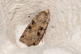 Attēlu rezultāti vaicājumam “Xestia triangulum”