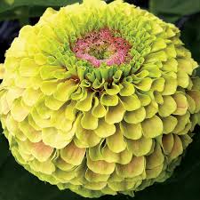 Image result for Zinnia elegans