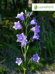 Image result for Campanula persicifolia