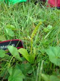 Attēlu rezultāti vaicājumam “Herminium monorchis fruit”