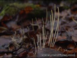 Attēlu rezultāti vaicājumam “Macrotyphula juncea”