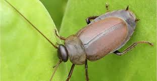 Attēlu rezultāti vaicājumam “Comatricha pulchella macro”