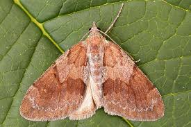 Attēlu rezultāti vaicājumam “Pennithera firmata”