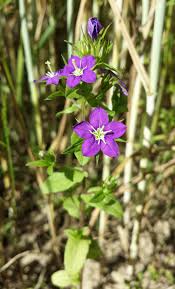 Image result for Legousia speculum-veneris