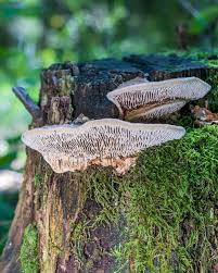 Attēlu rezultāti vaicājumam “Daedalea quercina”