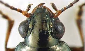 Attēlu rezultāti vaicājumam “Bembidion sp.”