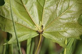 Attēlu rezultāti vaicājumam “Drepanosiphum platanoidis exuvia”