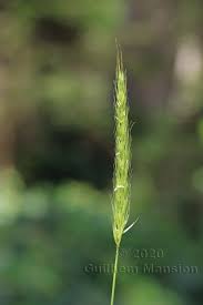 Attēlu rezultāti vaicājumam “Hordelymus europaeus”