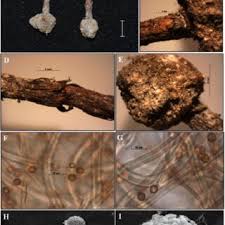 Attēlu rezultāti vaicājumam “Tulostoma fimbriatum”