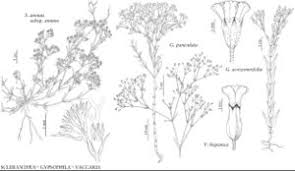Attēlu rezultāti vaicājumam “Gypsophila paniculata”