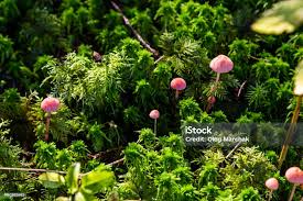 Attēlu rezultāti vaicājumam “Mycena rosella”
