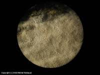 Attēlu rezultāti vaicājumam “Ceriporia viridans”