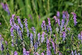 Attēlu rezultāti vaicājumam “Vicia cracca flower”