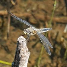 Attēlu rezultāti vaicājumam “Libellula quadrimaculata larva”