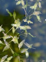 Attēlu rezultāti vaicājumam “Lemna trisulca”