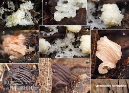 Attēlu rezultāti vaicājumam “Stemonitis herbatica”