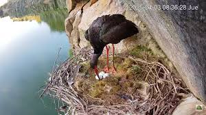 Attēlu rezultāti vaicājumam “Ciconia nigra nest”