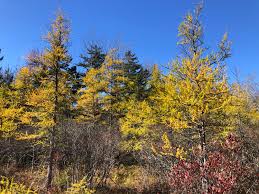 Attēlu rezultāti vaicājumam “Larix”