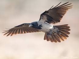 Attēlu rezultāti vaicājumam “Corvus cornix adult”