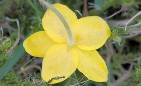 Attēlu rezultāti vaicājumam “Anemone ranunculoides flower”