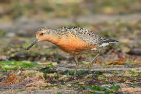 Attēlu rezultāti vaicājumam “Calidris canutus adult”