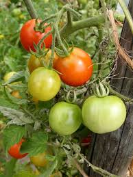 Attēlu rezultāti vaicājumam “Lycopersicon esculentum”