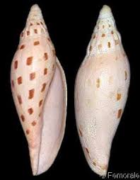 Attēlu rezultāti vaicājumam “Scardia boletella exuvia”