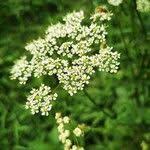 Attēlu rezultāti vaicājumam “Chaerophyllum aromaticum”