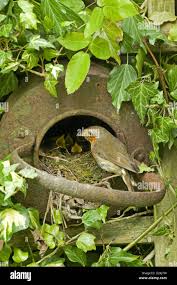 Attēlu rezultāti vaicājumam “Erithacus rubecula nest”