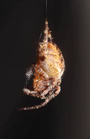 Attēlu rezultāti vaicājumam “Araneus diadematus juvenile”