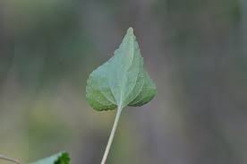 Attēlu rezultāti vaicājumam “Viola uliginosa leaf”