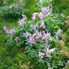 Attēlu rezultāti vaicājumam “Corydalis solida flower”