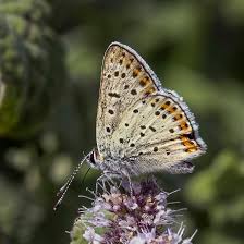 Attēlu rezultāti vaicājumam “Lycaena tityrus”