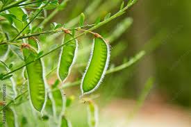 Attēlu rezultāti vaicājumam “Cytisus scoparius fruit”