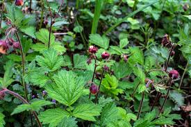 Attēlu rezultāti vaicājumam “Geum rivale fruit”