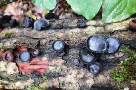 Attēlu rezultāti vaicājumam “Bulgaria inquinans”