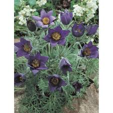 Image result for Kuhschelle