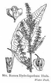 Attēlu rezultāti vaicājumam “Rumex hydrolapathum fruit”