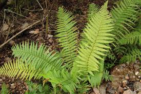 Attēlu rezultāti vaicājumam “Dryopteris affinis”