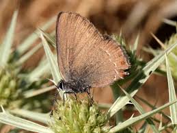 Attēlu rezultāti vaicājumam “Satyrium ilicis underside”