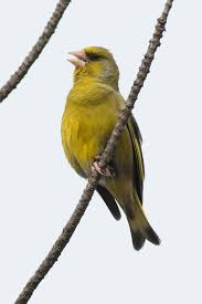 Attēlu rezultāti vaicājumam “Chloris chloris male”