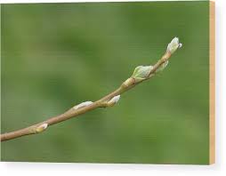 Attēlu rezultāti vaicājumam “Salix caprea leaf”