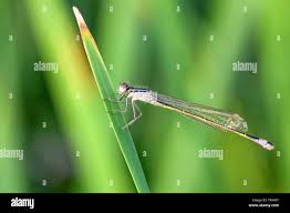 Attēlu rezultāti vaicājumam “Ischnura elegans”