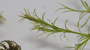 Attēlu rezultāti vaicājumam “Najas flexilis”