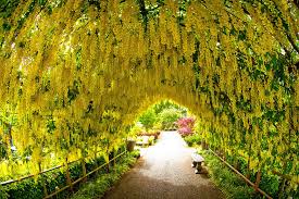 Image result for Laburnum anagyroides