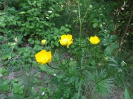 Attēlu rezultāti vaicājumam “Ranunculus polyanthemos”