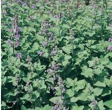 Image result for Nepeta cataria